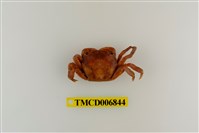 藏品(絨毛近方蟹)的圖片